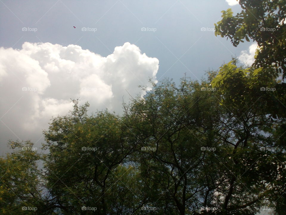 Tree and big sky and cloud