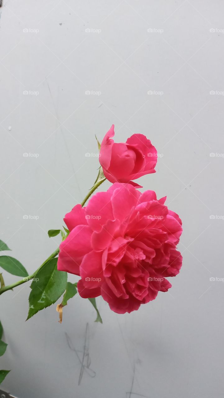 Natural rose, my garden..