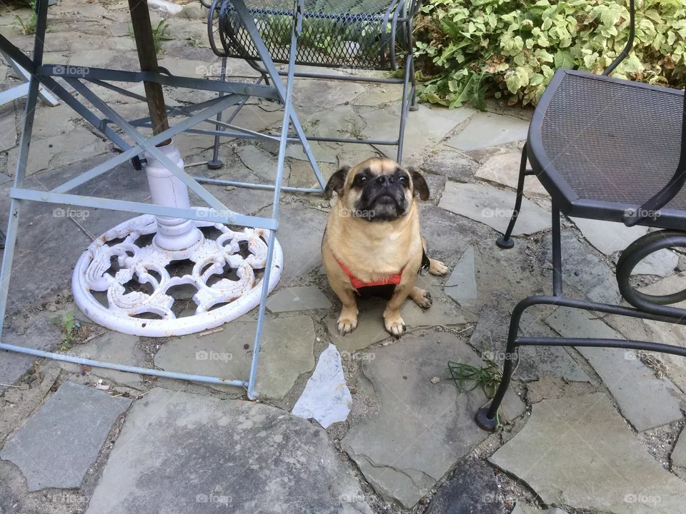 Pug love 
