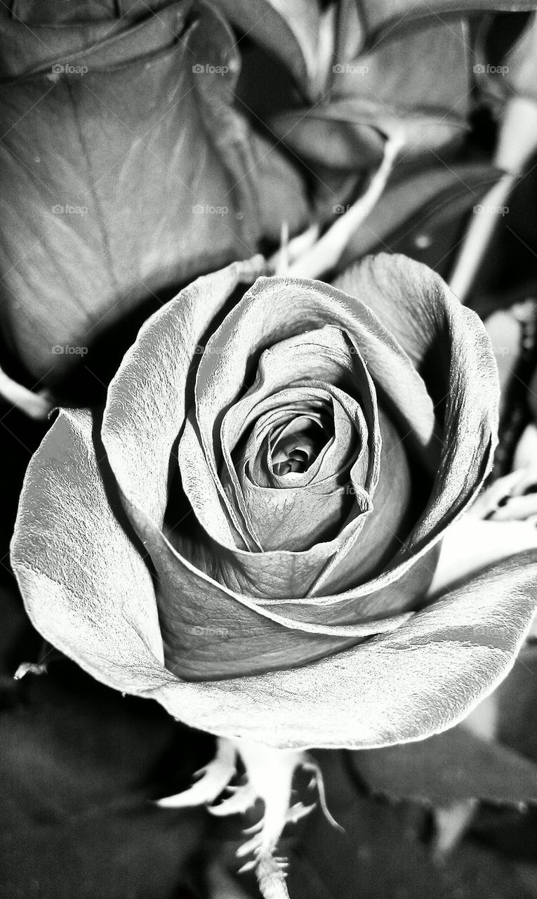 Rose in black and white