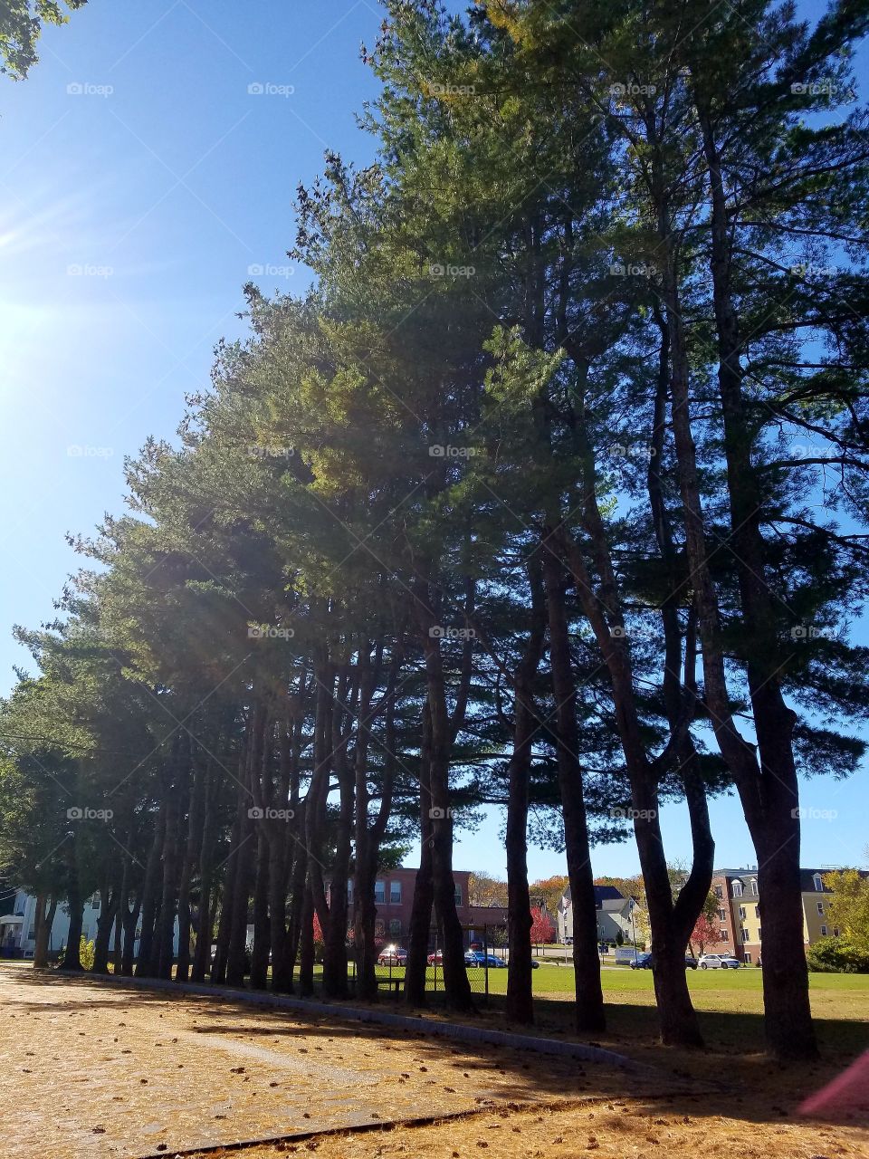 pine trees line up