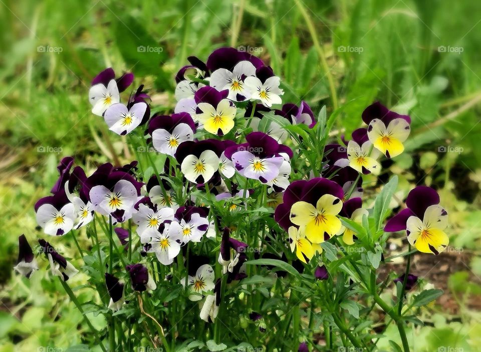 Heartsease