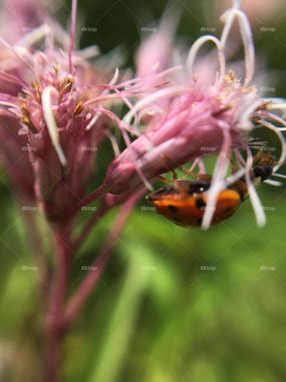Asian Lady Beetle Upsidedown