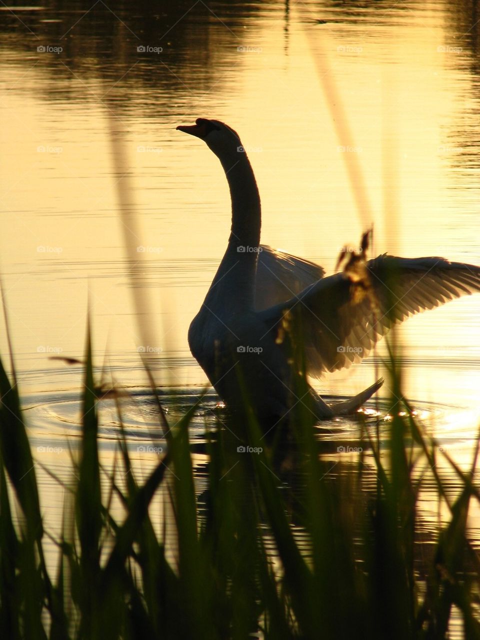 #sunset,Wings shine for a swan, light from sunset in wings, sunset on a lake, calmness, pacification