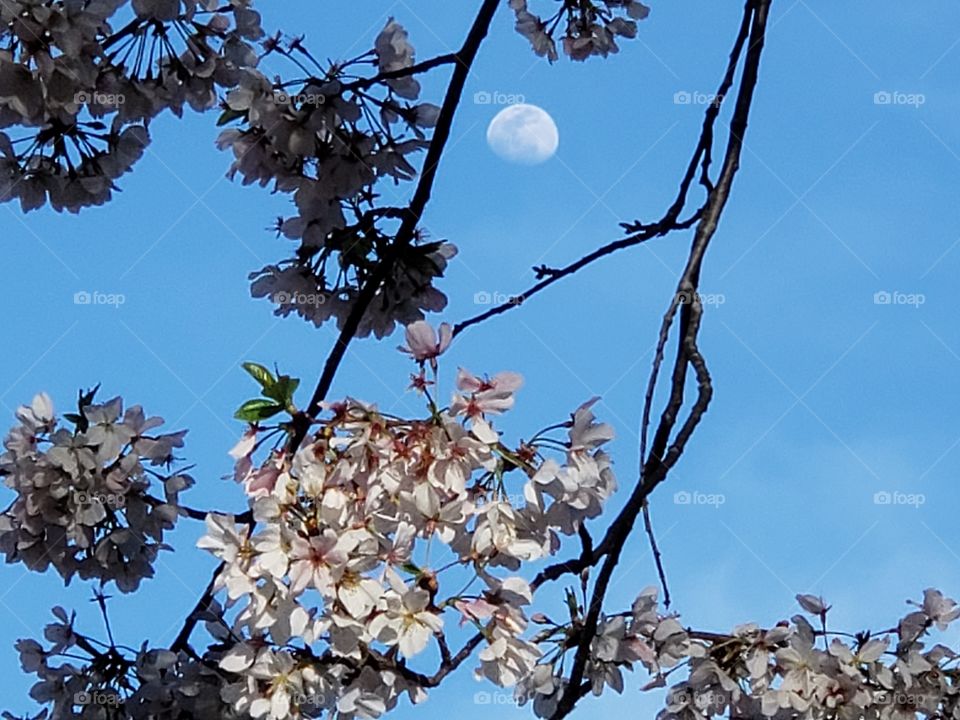 Cherry blossoms and moon