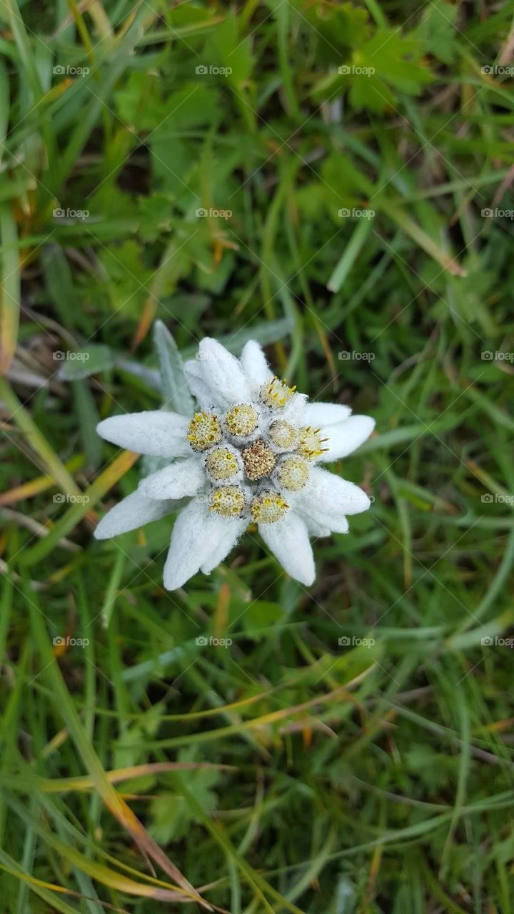 edelweiss