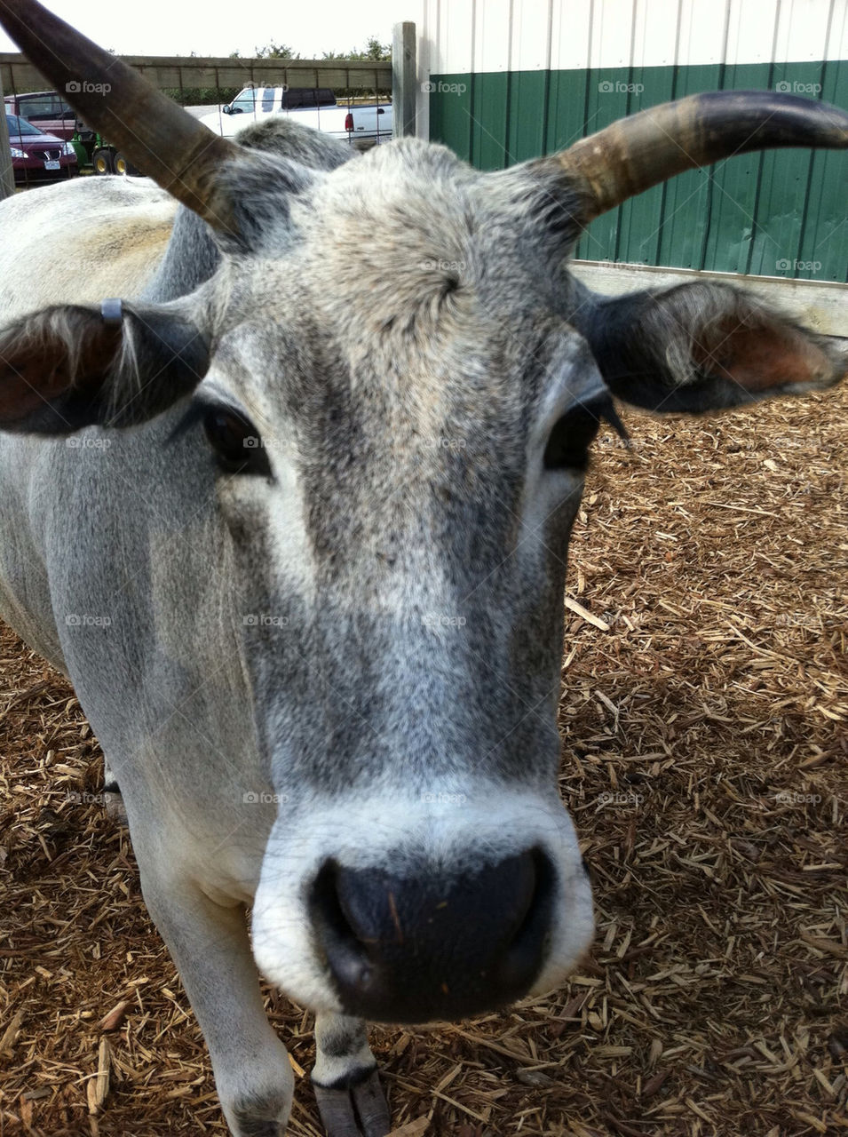 head cow bull horns by tplips01