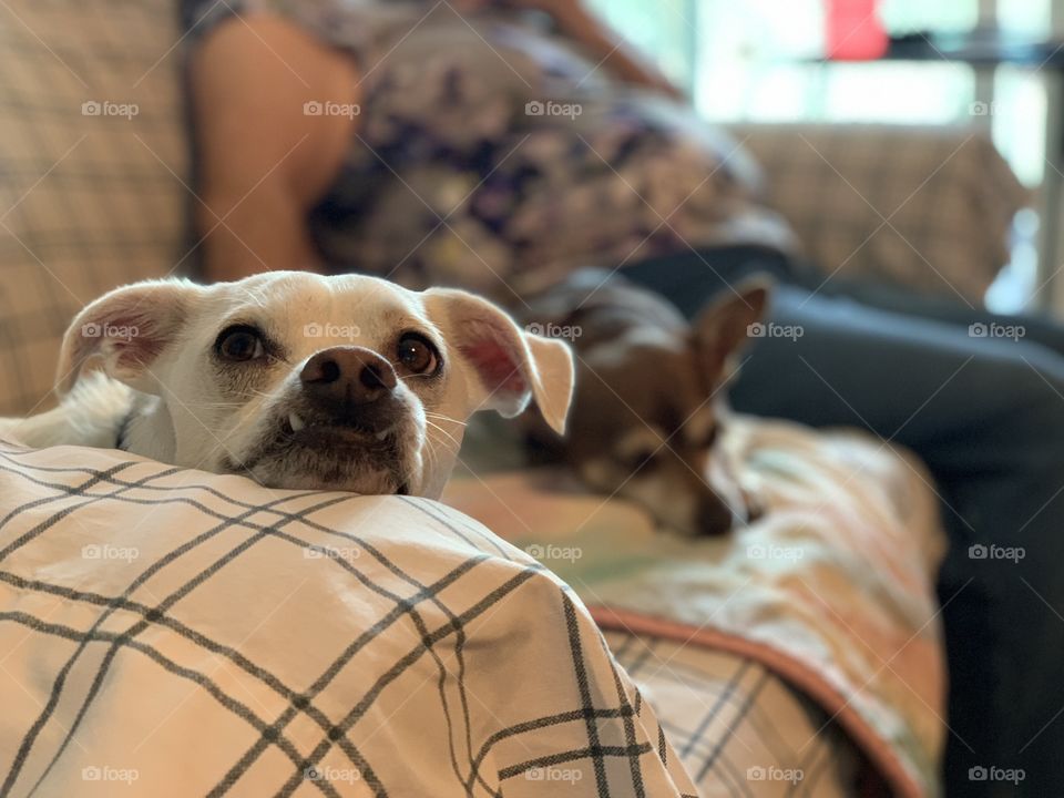 Jack Russell Terrier and Miniature Pinscher on couch 