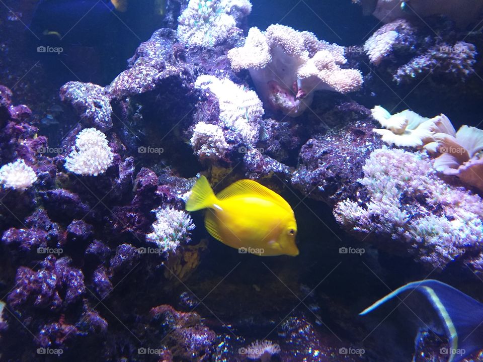 pretty yellow fish in tank