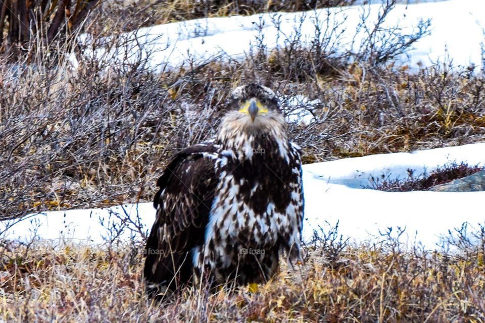 Staring down a young bald eagle