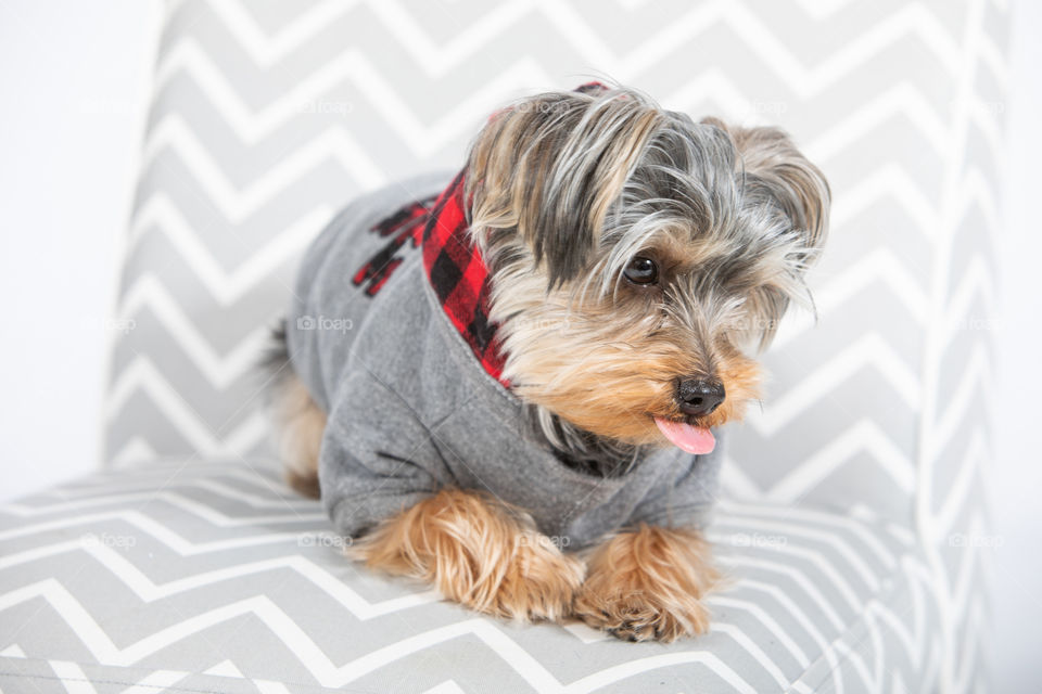 Yorkie in a sweatshirt sticking out tongue. 