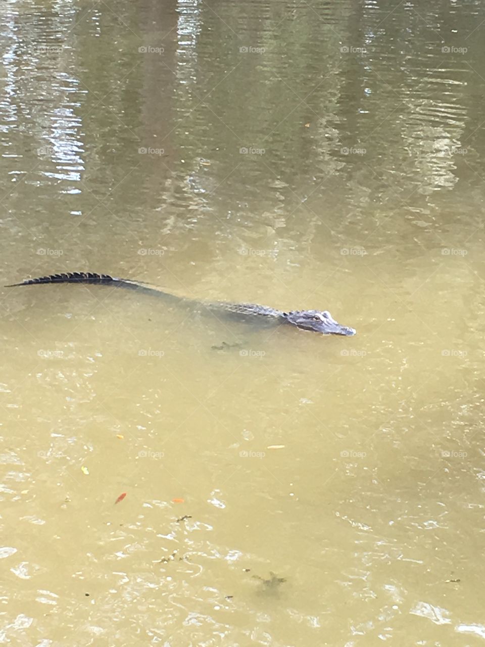 Bayou alligator 