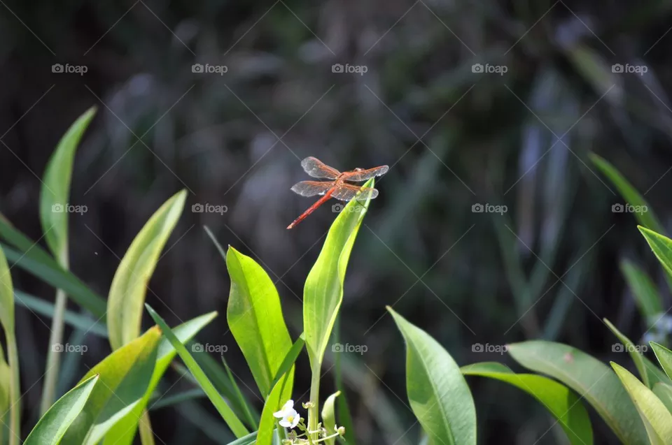 Dragon fly