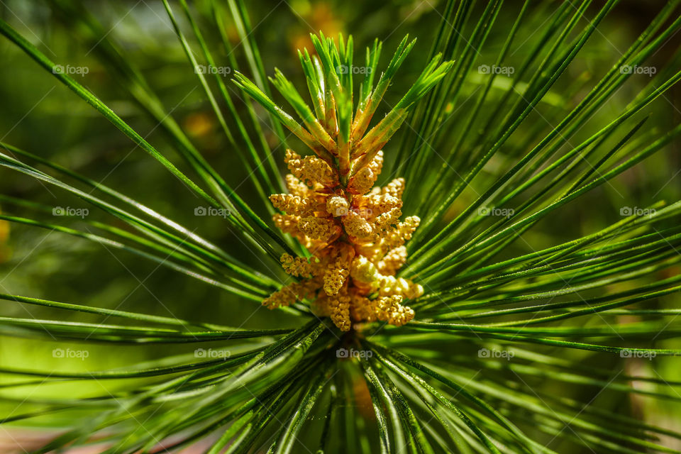 Young pine flowers barely beginning to form on a tree