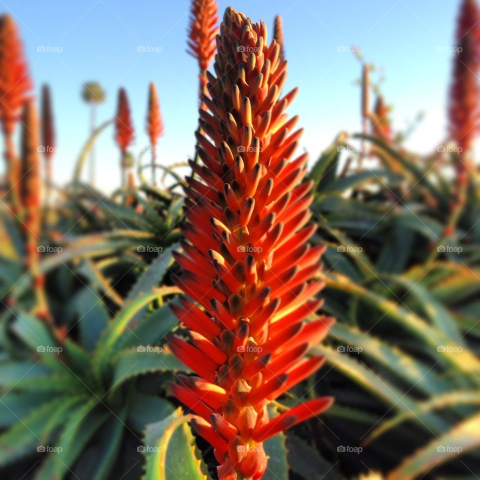 laguna beach cali creation micro by itsAus