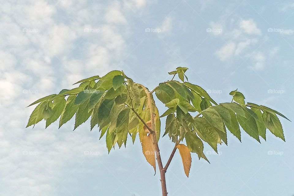 Close-up view of young tree against blue sky and white clouds background in low angle view