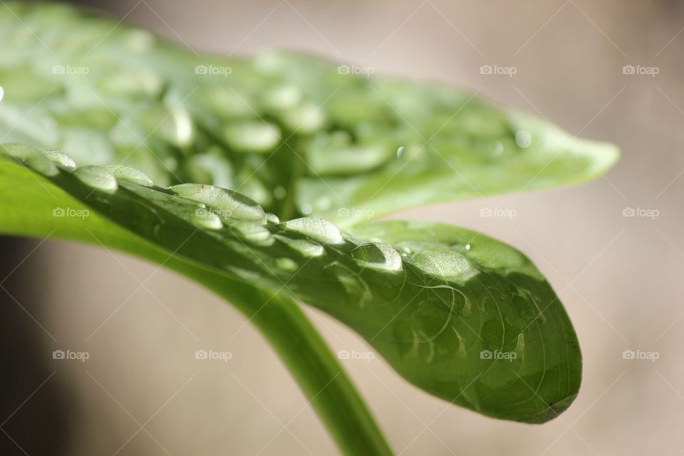 Plant with water droplets