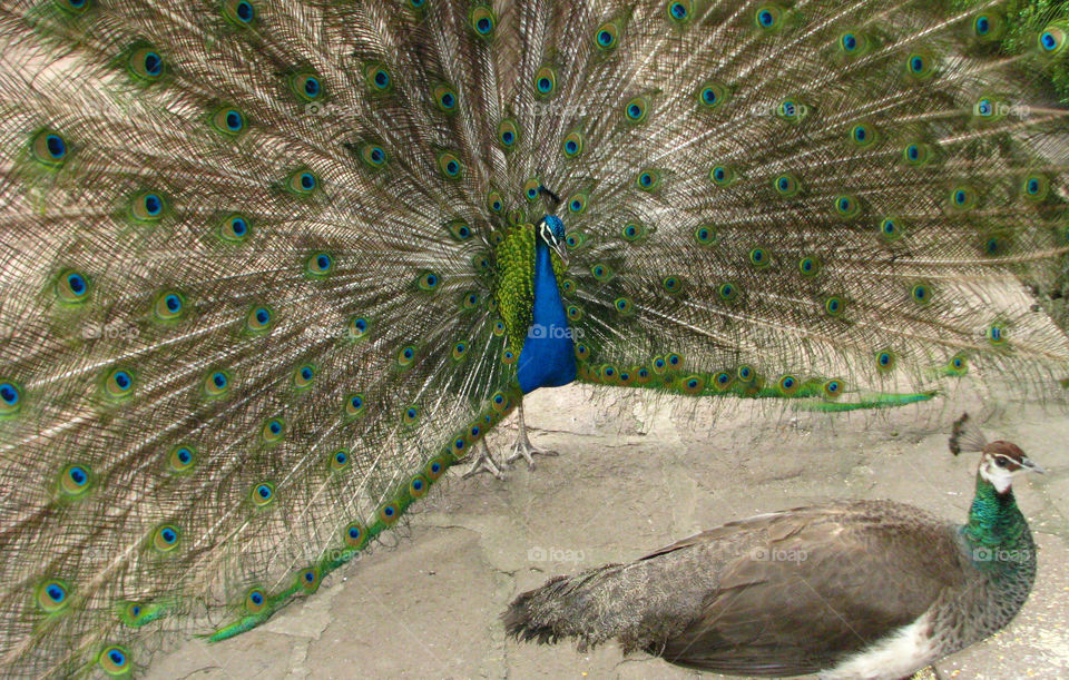 Peacock fanning out feathers