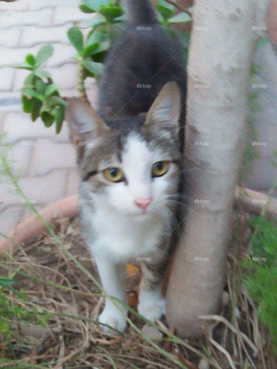 Beautiful grey and white cat.