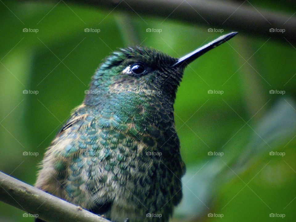 Beautiful bird. Colibrí 