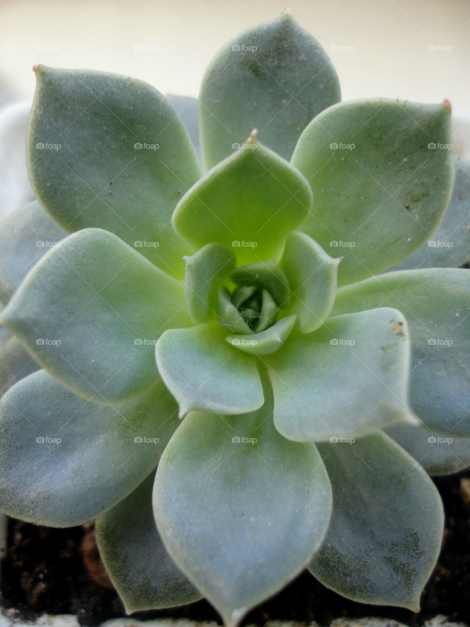 Close-up of succulent plant