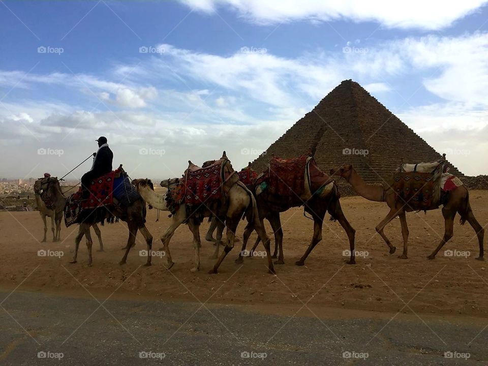 convoy of camels