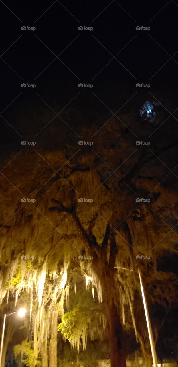 oak trees lit up at night dripping with Spanish moss