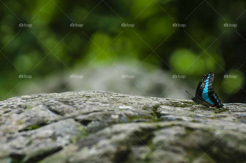 butterfly enjoying nature