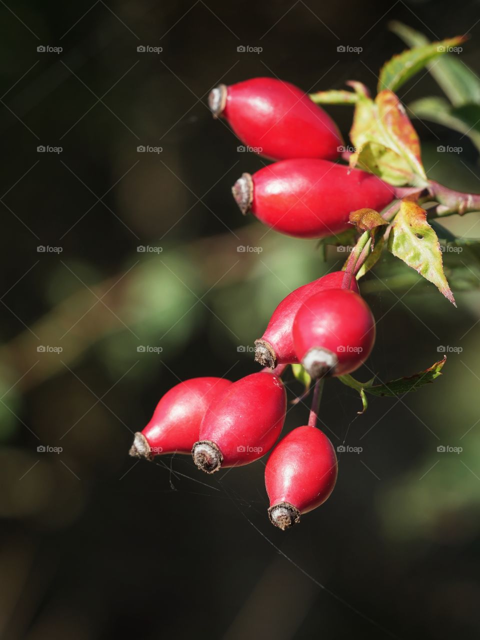 Fruits of wild rose plant