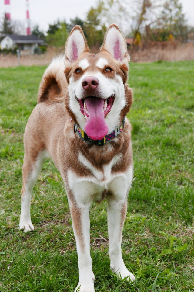 Indi the dog (husky mix) 