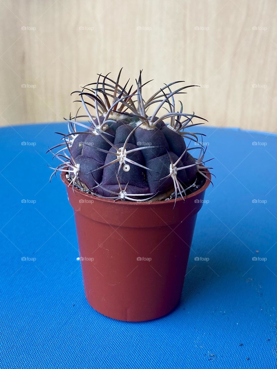 Cactus plant in pot