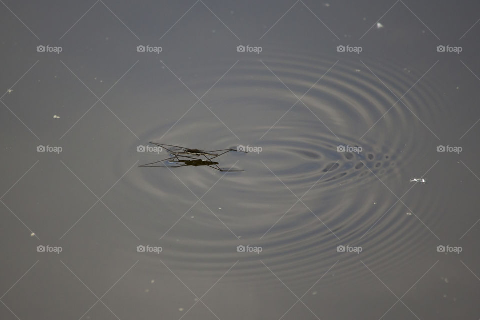 Water stride insect on the surface 