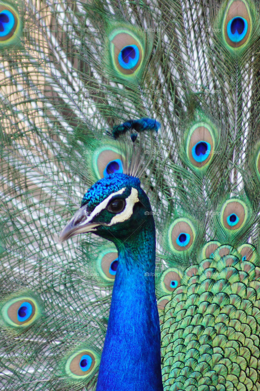 Vivid Peacock - Caught with plumage up trying to attract a mate.  Taken at the Denver Zoo.