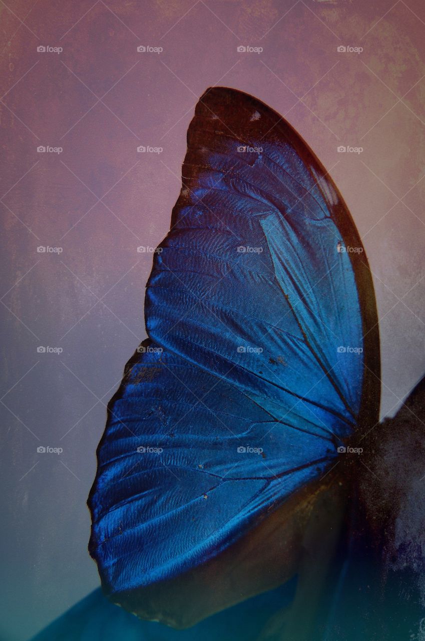 Butterfly wing