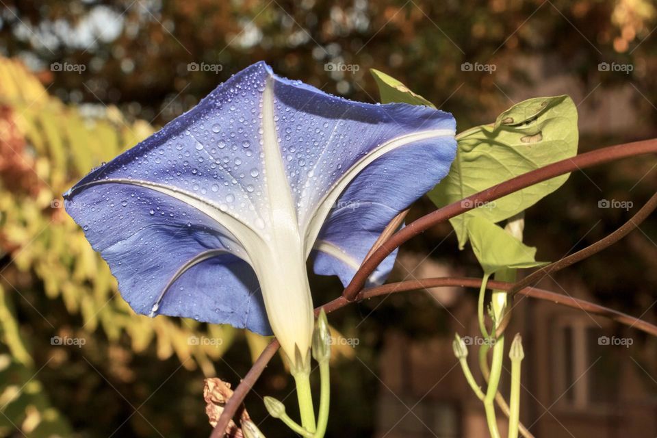 Close up of beautiful flower with water drops