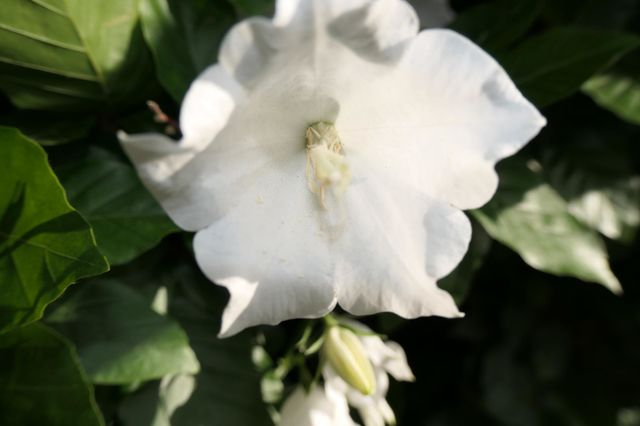 beautiful blossum