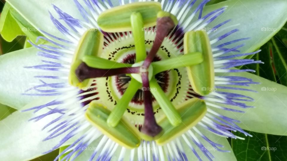 Passion Flower