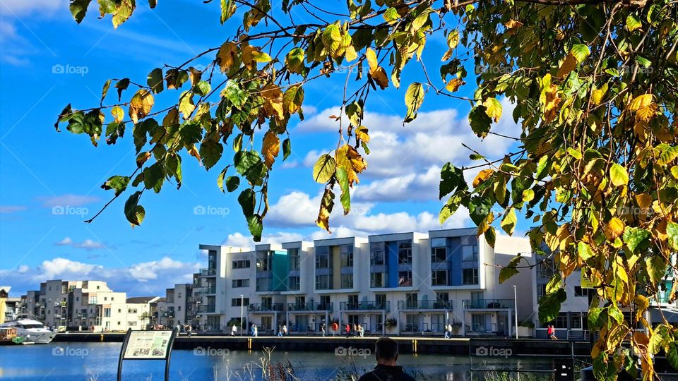 Autumn leafed tree with sunlight lighting the leaves and making them stand out against the blue sky🍂🍁