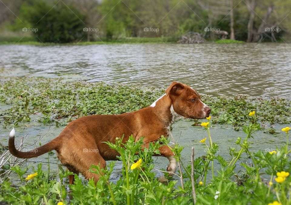 A puppy standing in the water of a pond with yellow wildflowers in spring