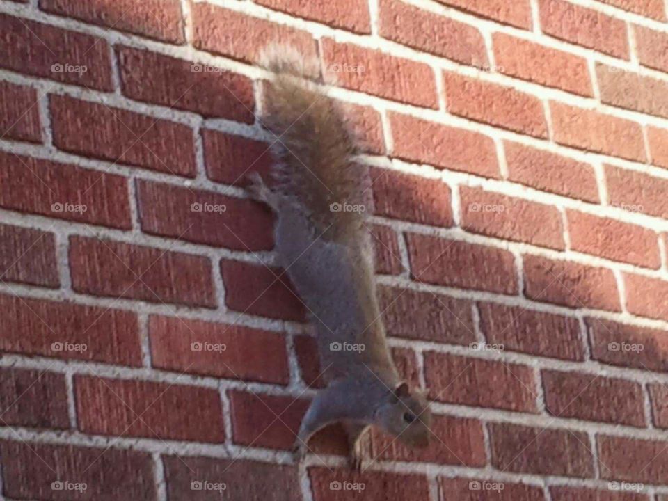Friendly Neighborhood Squirrel, Man..