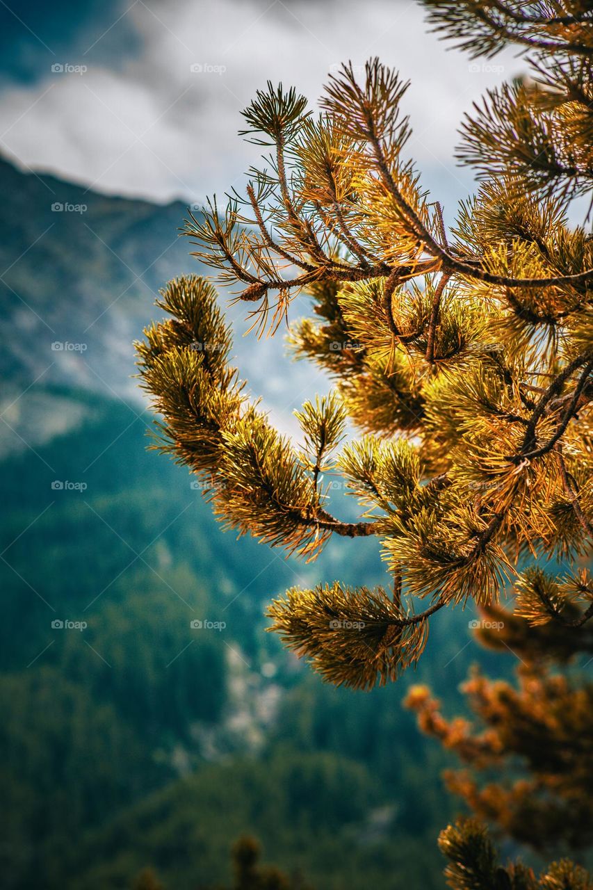 Pine tree amidst the mountain range.