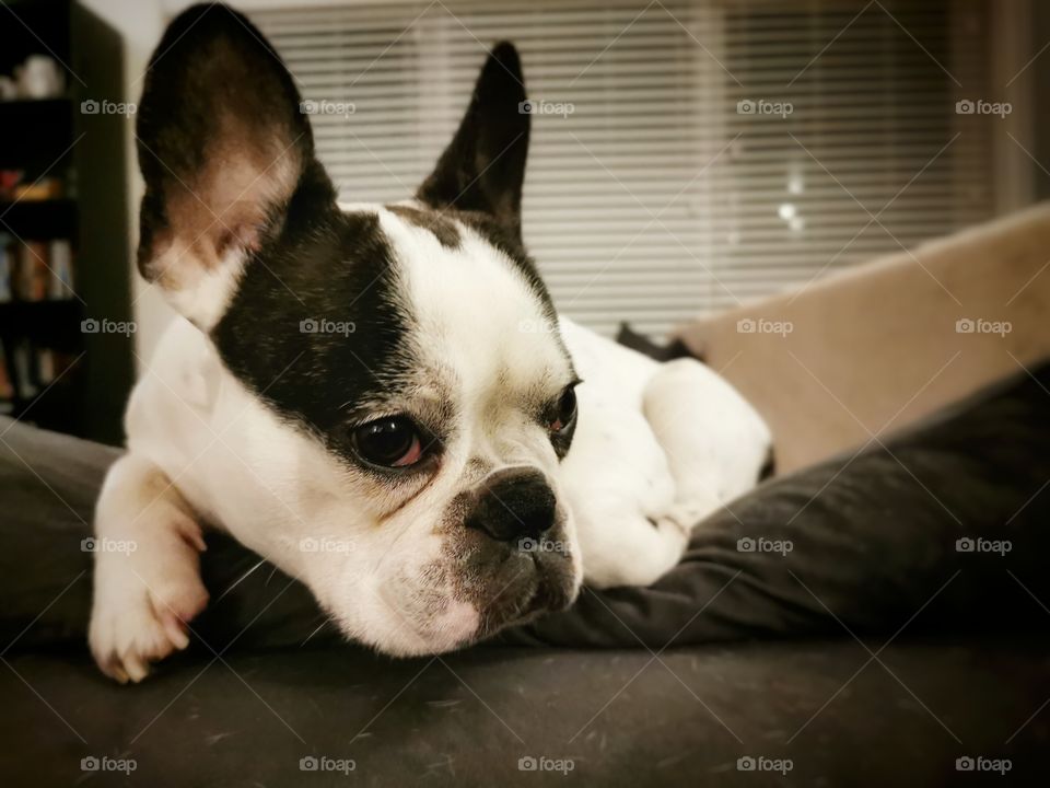 Sophie, the French bulldog