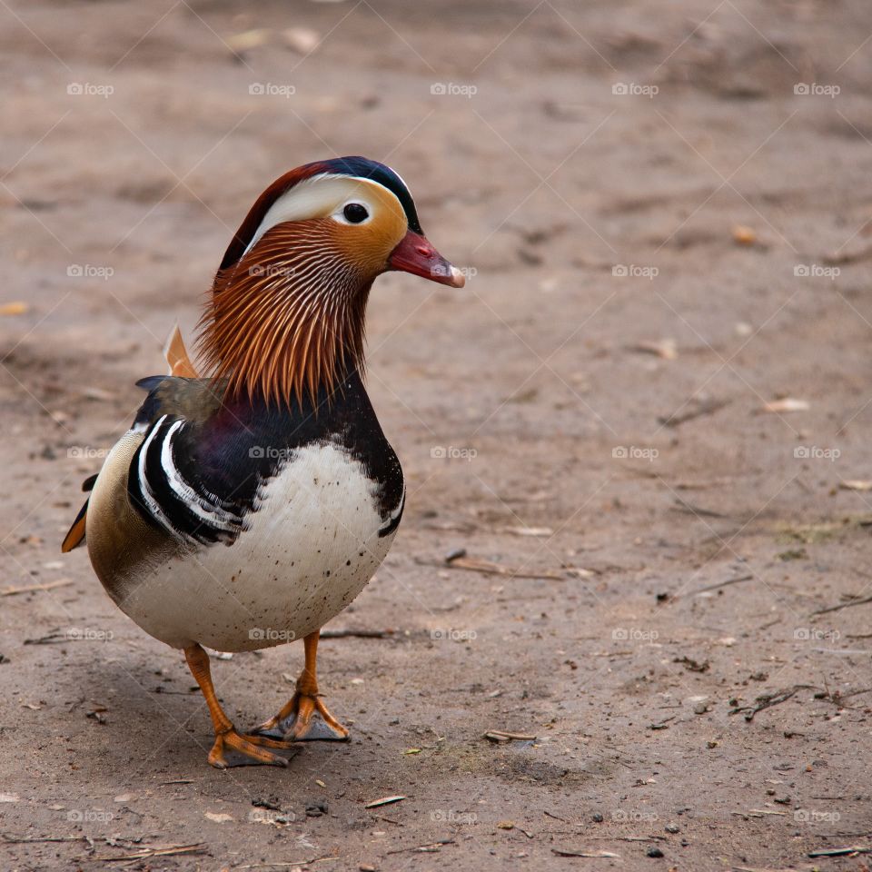 A mandarin duck beside the lake at wollaton hall and deer park