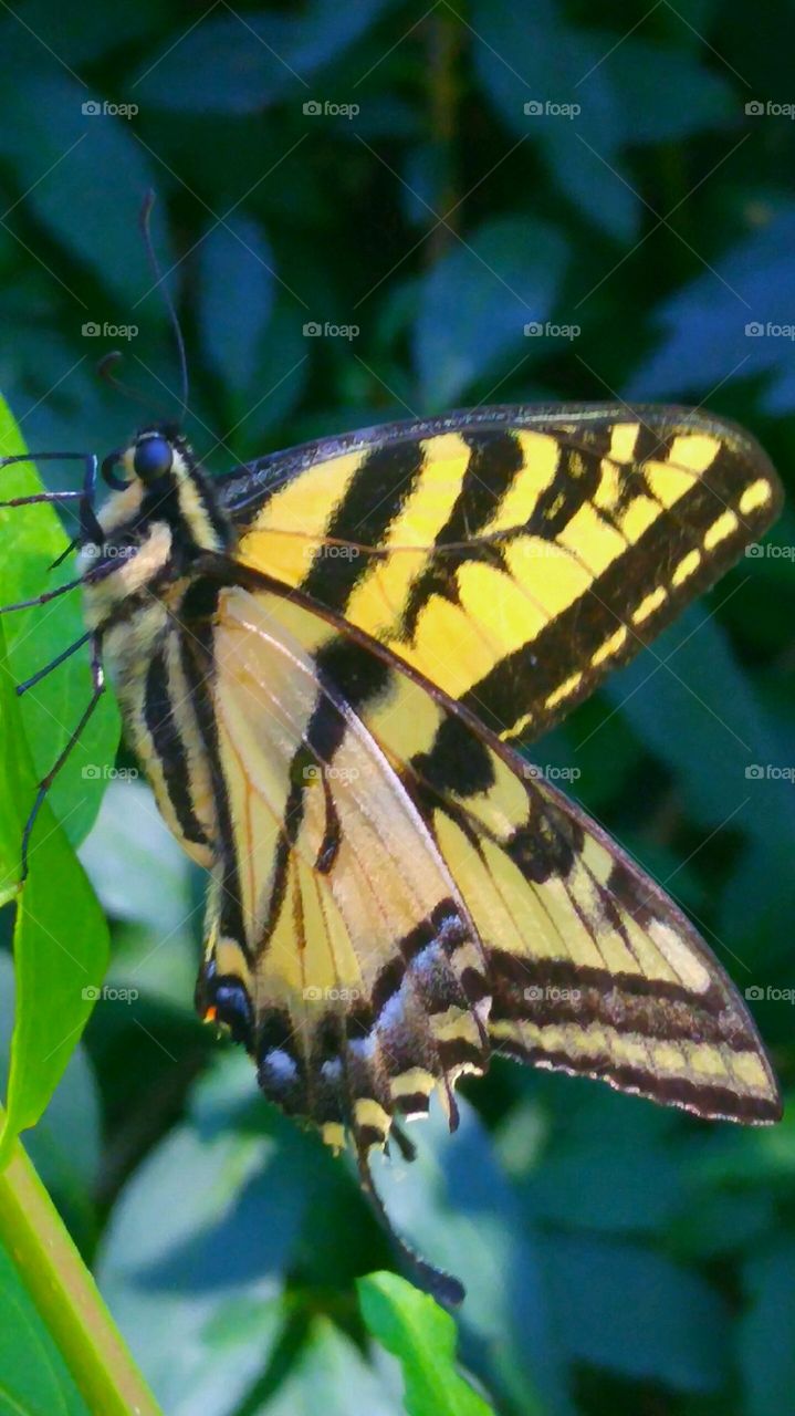 Beautiful  Butterfly