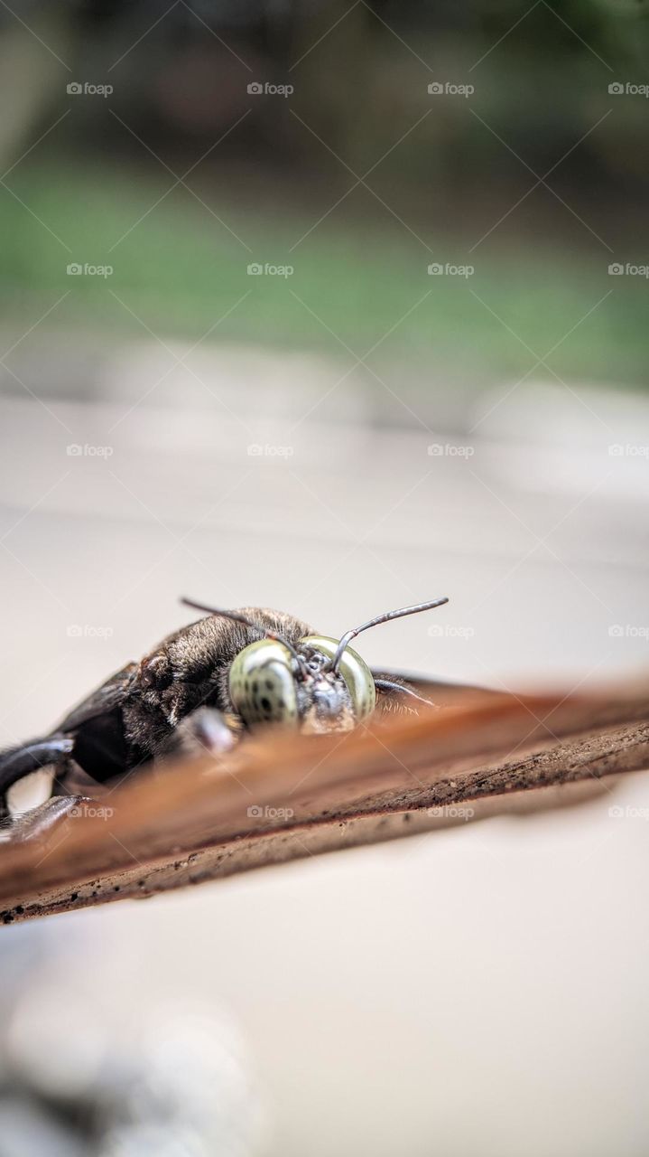 carpenter bee