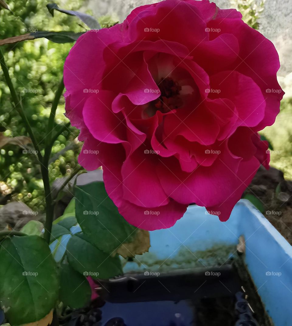 Rose on pot