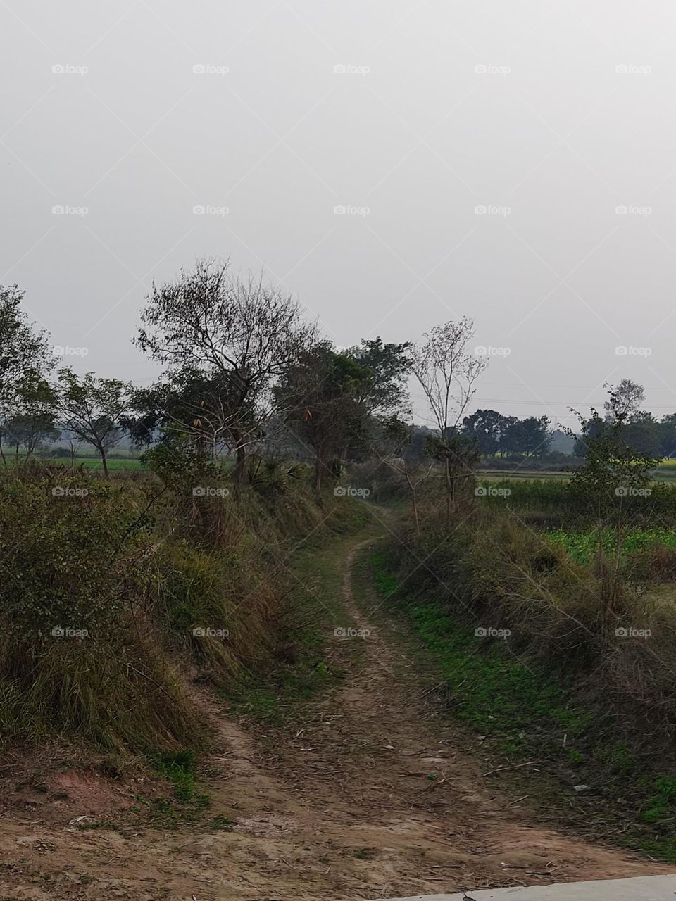 Dry canals irrigating water in the fields.