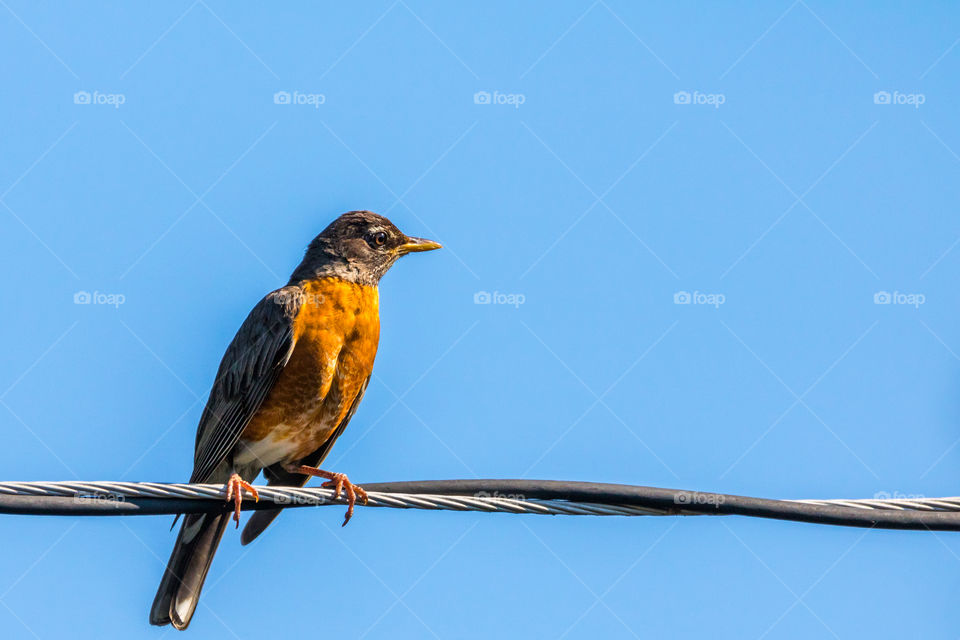 Horizontal photo of an orange breasted robin sitting on a telephone wire with a blue sky background and copy space