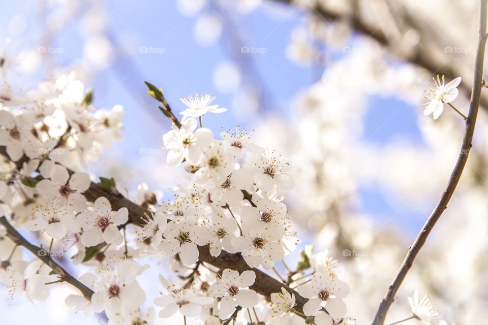 Flowering fruit trees Branch Closeup 