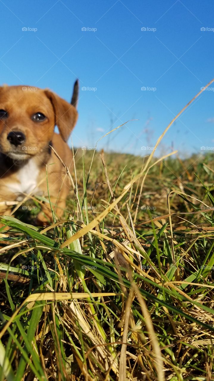 boots bounding thru the grass